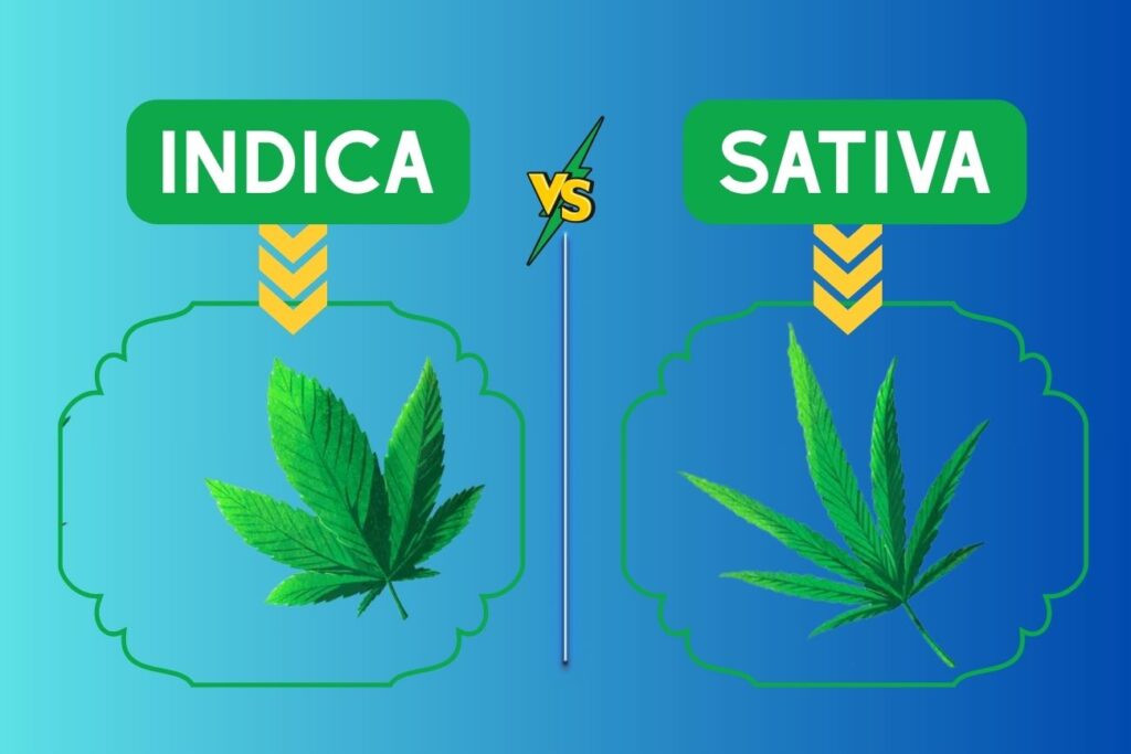 What’s the Difference Between Indica and Sativa