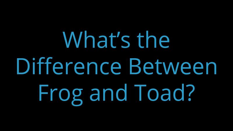 whats-the-difference-between-frog-and-toad