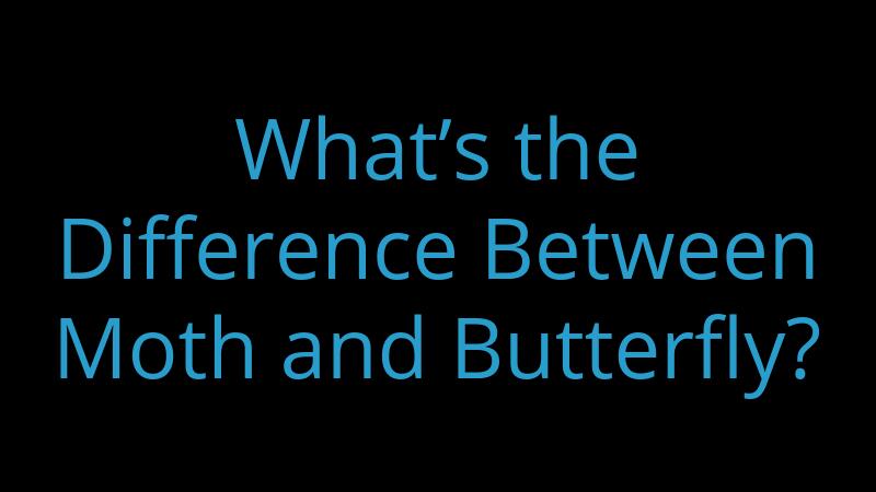 whats-the-difference-between-moth-and-butterfly